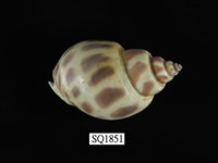 藏品(象牙鳳螺)的圖片